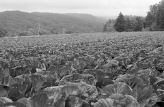 Cabbage field on top of the hill