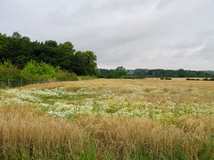 Looking SE over Oxe Eye Daisies from the bridleway that leads eastward from the Picnic Centre