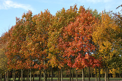 Trees with autumn colours, including mostly Red Oaks