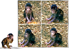 Affenbabies... Monkey babies... ©UdoSm