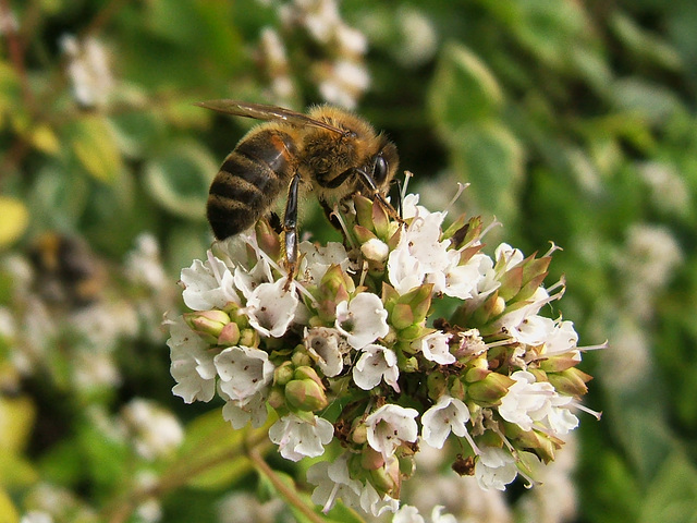 Bee on herb flowers