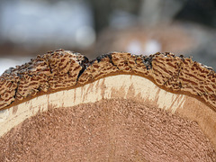 Bark patterns on a cut log