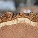 Bark patterns on a cut log
