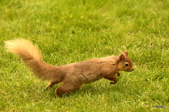 Red Squirrel on the move