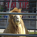 Indio Riverside County Fair camel (#1466)