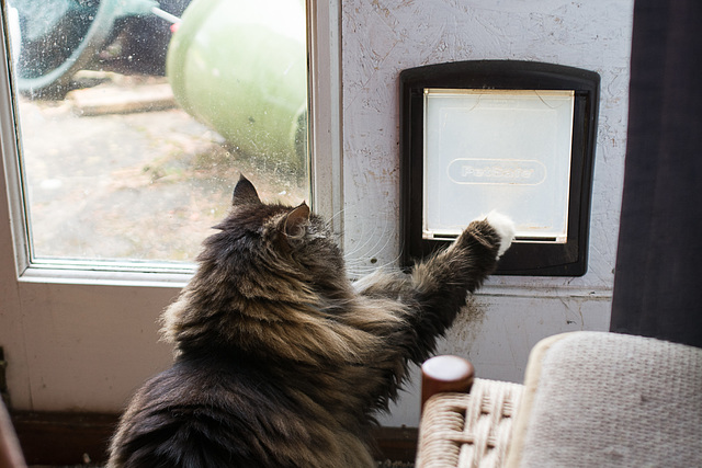 Fluffy and the cat flap