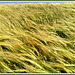 Barley in the breeze