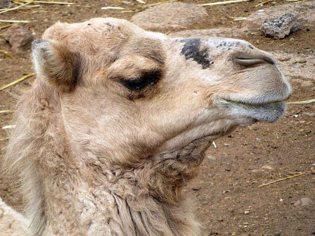 Kamel-Porträt
