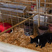 Indio Riverside County Fair goats (#1471)