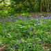 Bluebells at Rivacre Valleyt5