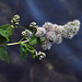 white meadowsweet st bruno spirea alba DSC 0259