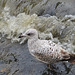 gull on thames shoreline
