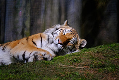 Marwell Zoo Tiger 1 XT1 300mm
