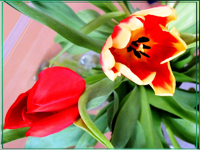 Tulpen.  ©UdoSm