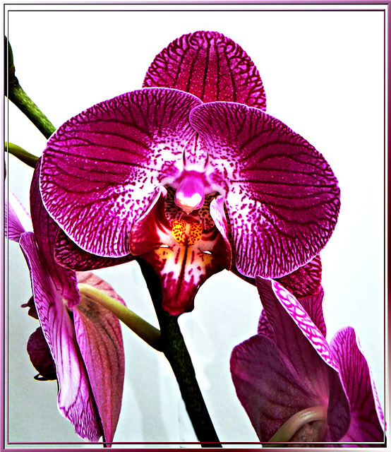 Orchids... ©UdoSm