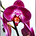 Orchids... ©UdoSm