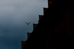 Vogel am Rathausdach