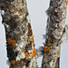 lichens givrés