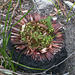 mini-garden in a burnt out grass tree