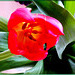 Tulpe leuchtend rot.  ©UdoSm