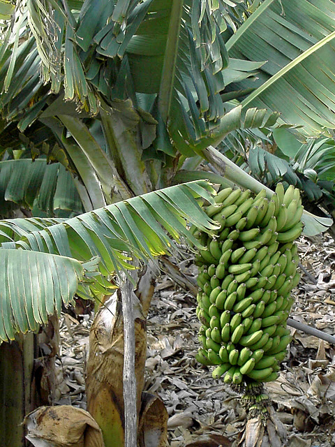 Teneriffa 2007; Insel der frischen und schmackhaften Bananas. Island of fresh and tasty bananas.©UdoSm