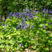 Bluebells at Rivacre Valley b4