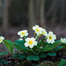 March 19: wild primroses