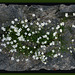 Steinplatte mit Feinenblumen