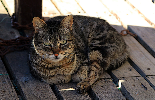 Aucune différence entre ce chat portugais et ceux français , comme quoi ils sont égaux......