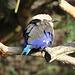 Rollier à ventre bleu = Coracias cynogaster, Parc des Oiseaux, Villars-les-Dombes (Ain, France)