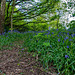 Bluebells at Rivacre Valley