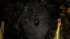 20151001 8930VRAw [D~LIP] Spinnenradnetz, Bad Salzufeln