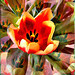 Tulpen - Kaleidoskop.  ©UdoSm