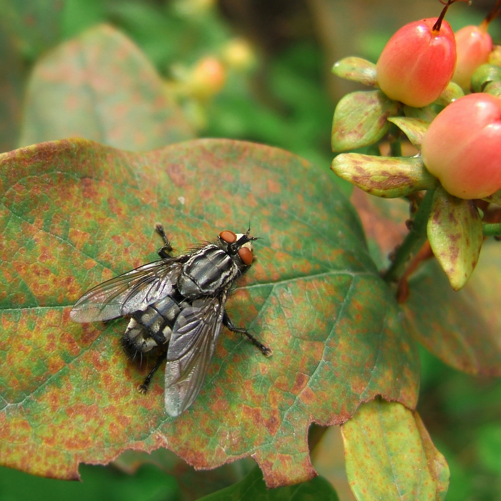A fly contemplates the hypericum hips