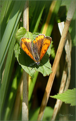 Large Copper ~ Grote vuurvlinder (Lycaena dispar), female  ♀...
