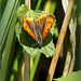 Large Copper ~ Grote vuurvlinder (Lycaena dispar), female  ♀...