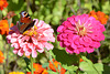 Цветы и бабочка в парке Александрия