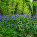 Bluebells at Rivacre Valley3
