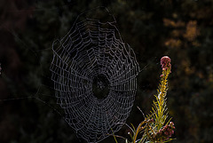 20151001 8931VRAw [D~LIP] Spinnenradnetz, Bad Salzufeln