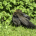 Blackbird relaxing