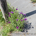 Cornflower purple is not quite right, East Blatchingon June 2021