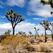 joshua trees (1 PiP)