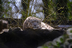 Marwell Zoo Cloud Leopard 1 XT1 300mm