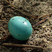 American Robin's egg on the ground