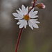 Delicate Woodland Star