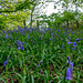 Bluebells at Rivacre Valley64