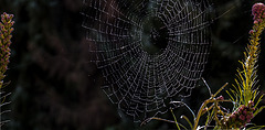 20151001 8932VRAw [D~LIP] Spinnenradnetz, Bad Salzufeln