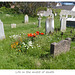 Flowers in Saint Leonard's churchyard - Seaford - June 2021