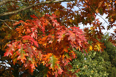 Red Oak leaves showing their autumnal splendour