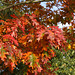 Red Oak leaves showing their autumnal splendour